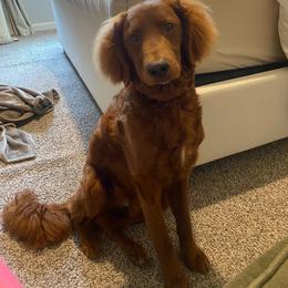 George S Pawton - Goldendoodle