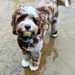 Nova - Australian Labradoodle