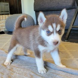 Siberian Husky Puppies from Tundra Dogs