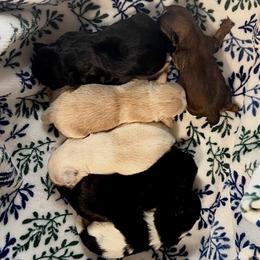 Boy 1 - Red male Shih Tzu puppy in Hemet, California from Aloha Shih Tzu
