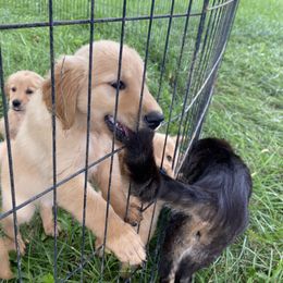 Golden Retriever Puppies from Hearth & Homestead