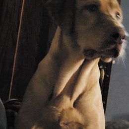 Labrador Retrievers from 3 River's Outdoors Labs