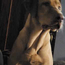 Labrador Retrievers from 3 River's Outdoors Labs
