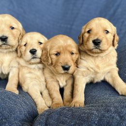 Dachshund and Golden Retriever Puppies from Wyo Dachshunds & Goldens
