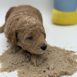 Summer - Apricot female Poodle puppy in Southampton, New Jersey from Lavishly Loved Pets LLC