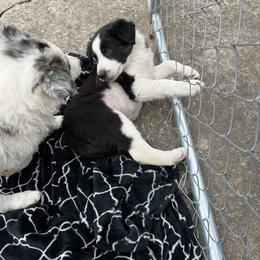 Border Collie Puppies from Roaring River Border Collies