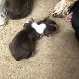 Harper - Red female Australian Shepherd puppy in Asheboro, North Carolina from Stellar Aussies