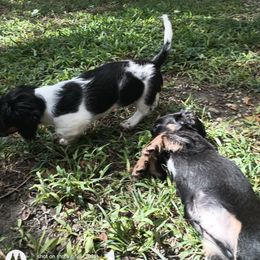 Dachshund Puppies from Miami piebald Dapple Dachshunds