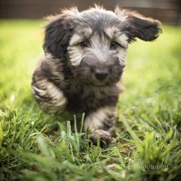 Border Collie and Skye Terrier Puppies from Skyward Farms