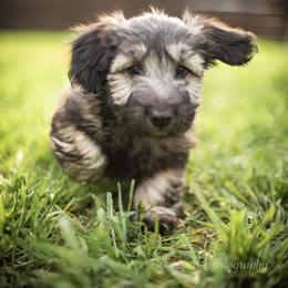 Border Collie and Skye Terrier Puppies from Skyward Farms