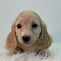 Solara - Cream female Dachshund puppy in Sacramento, California from HEFFERNAN HOUNDS