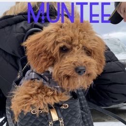 Muntee - Goldendoodle