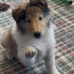 Collies from Castlebar Collies