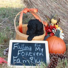 Poodle Puppies from Country Road Homestead