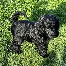 Australian Labradoodle Puppies from Tiny Treasures Australian Labradoodles