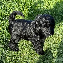 Australian Labradoodle Puppies from Tiny Treasures Australian Labradoodles