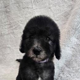 Purple - Blue female Bedlington Terrier puppy in Rincon, Georgia from Prismic Bedlington Terriers