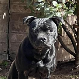 Jynx - Staffordshire Bull Terrier