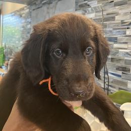 Orange - Liver female Flat-Coated Retriever puppy in Kaanapali, Hawaii from Kaia Golden Flat Coat