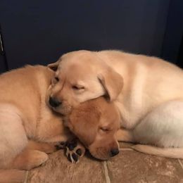 Labrador Retriever Puppies from Sundog Working Labradors