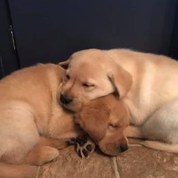 Labrador Retriever Puppies from Sundog Working Labradors