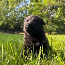 Beatrice - Black female German Shepherd puppy in Marshfield, Missouri from Benton K-9 Breeding