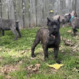 Pink - Chestnut brindle female Cane Corso puppy in Opelousas, Louisiana from Azelees Cane Corso