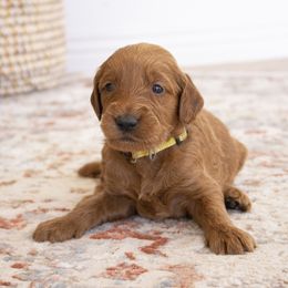 Goldendoodle, Irish Doodle, Labradoodle, and Poodle Puppies from Desert Doodles