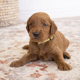 Goldendoodle, Irish Doodle, Labradoodle, and Poodle Puppies from Desert Doodles