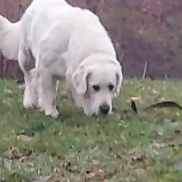 Zeus - Light golden male Golden Retriever puppy in Fowlerville, Michigan from Gratz Kennels