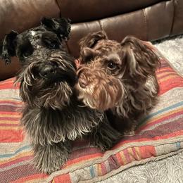 Miniature Schnauzer puppies from Shelton’s Schnauzers of Southern Virginia