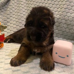 Hufflepuff - Black and red female German Shepherd puppy in Aurora, Illinois from Fairhaven German Shepherds