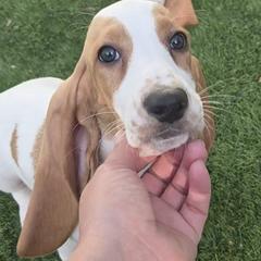 Basset Hounds from Florida Family Basset Hounds