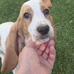 Basset Hounds from Florida Family Basset Hounds