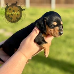 Dachshund Puppies from Doxi Delights