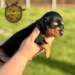 Dachshund Puppies from Doxi Delights