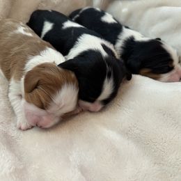 Cavalier King Charles Spaniel Puppies from Storycrest Cavaliers