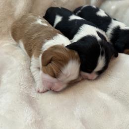 Cavalier King Charles Spaniel Puppies from Storycrest Cavaliers