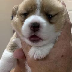 Pembroke Welsh Corgis from High Caliber Kennels