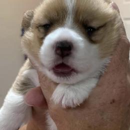 Pembroke Welsh Corgis from High Caliber Kennels