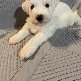 White Male - White male Miniature Schnauzer puppy in Robstown, Texas from Alves Miniature Schnauzers