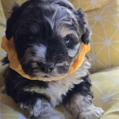 Boy 2 - Black and tan male Corgipoo puppy in Junction, Utah from Sugar Doodles