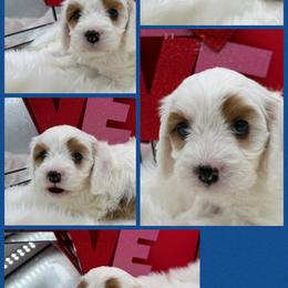 Moose - Blenheim male Cavapoo puppy in Wayland, New York from Loris Pampered Pooches💕