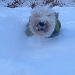 Sealyham Terriers from Altaco