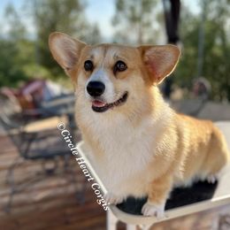 Mae - Pembroke Welsh Corgi