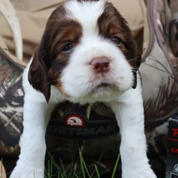 English Springer Spaniel Puppies from White Pine Springer Spaniels
