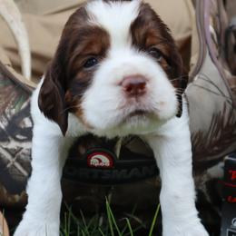 English Springer Spaniel Puppies from White Pine Springer Spaniels