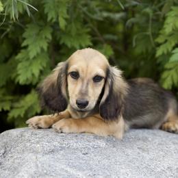 Lewis is 5000dollars - Cream male Dachshund puppy in Crystal, Michigan from Mare-bella Dachshunds