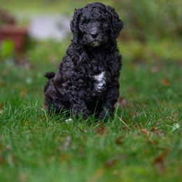 Shadow - Blue male Poodle puppy in Shoreline, Washington from Fluffy Poodles