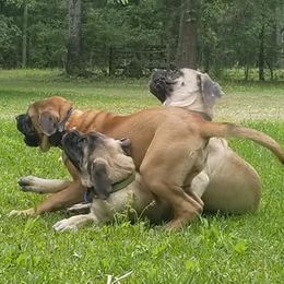 Mastiffs from Southern Star English Mastiffs
